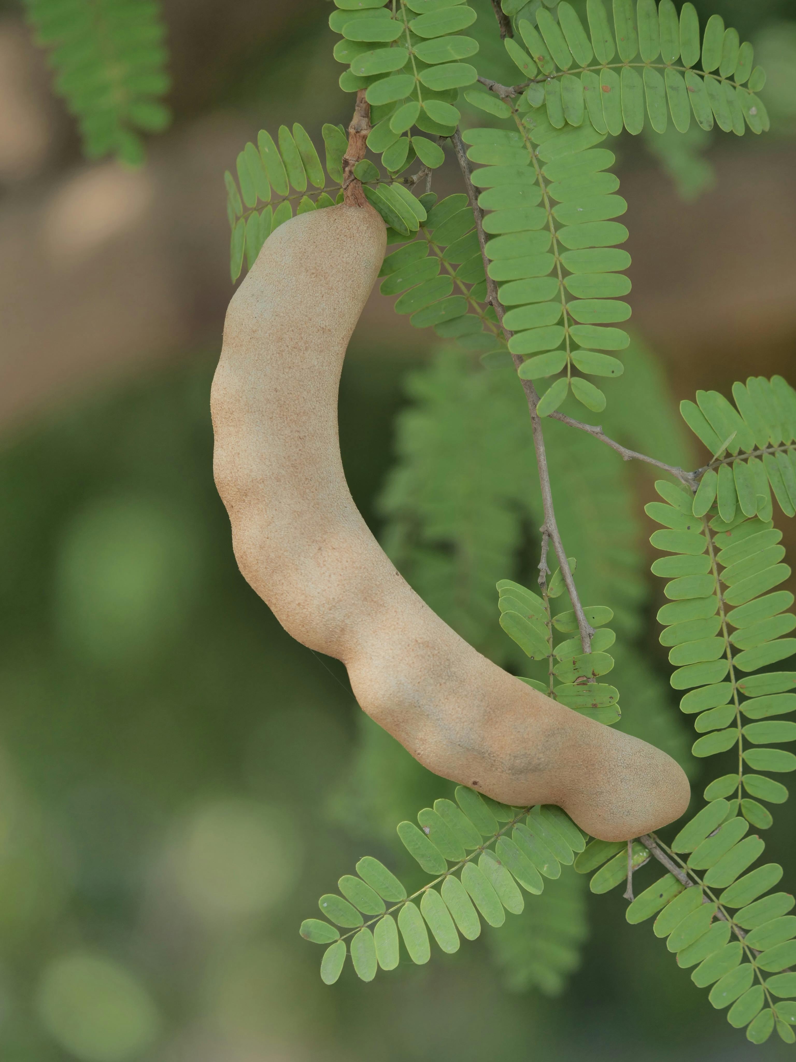 Tamarind
